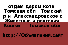 отдам даром кота - Томская обл., Томский р-н, Александровское с. Животные и растения » Кошки   . Томская обл.